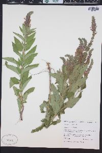 Teucrium canadense var. occidentale image