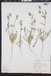 Mentzelia albicaulis image