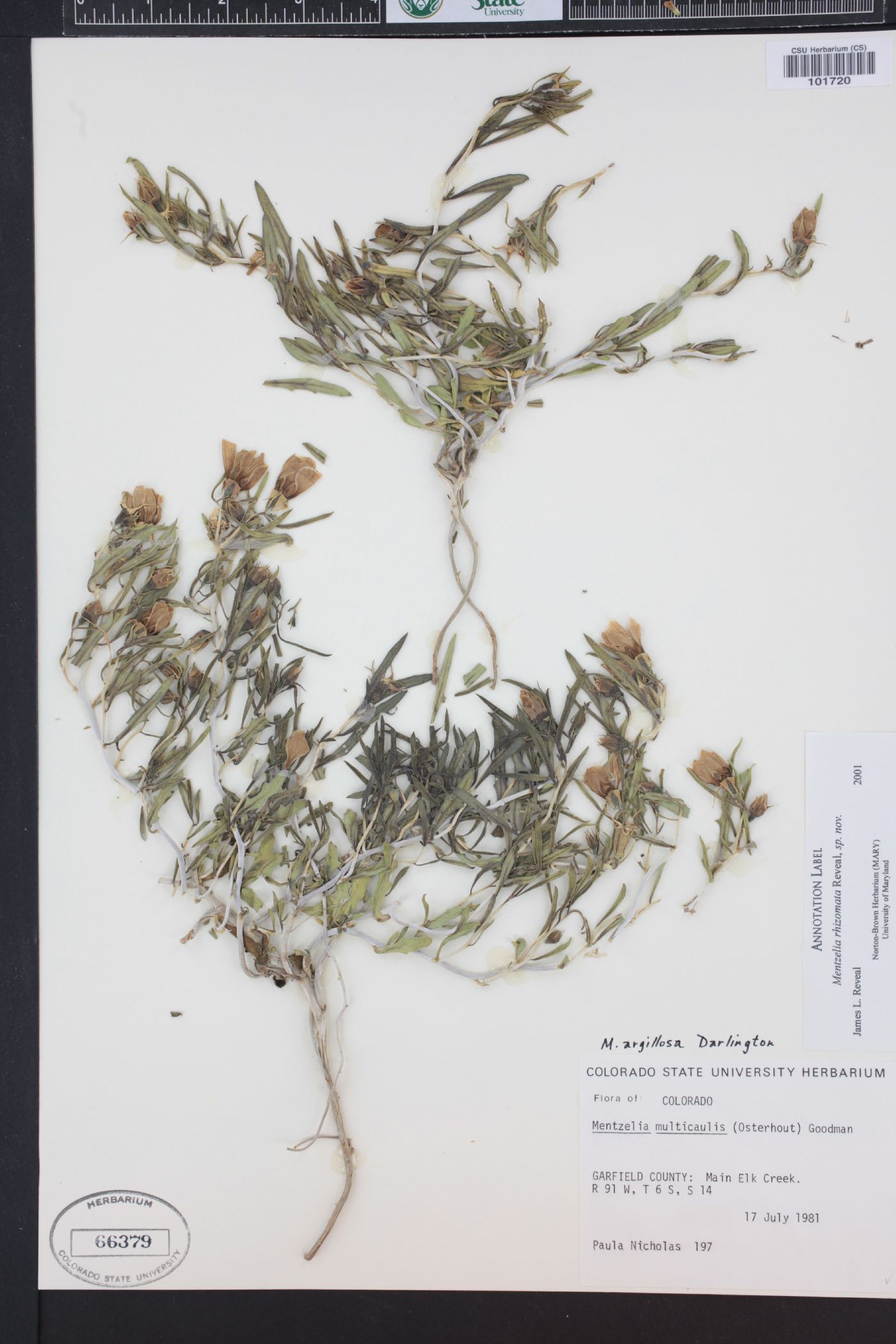 Mentzelia rhizomata image