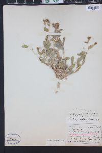 Mentzelia pterosperma image