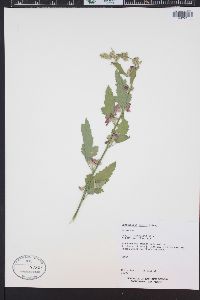 Sphaeralcea fendleri image