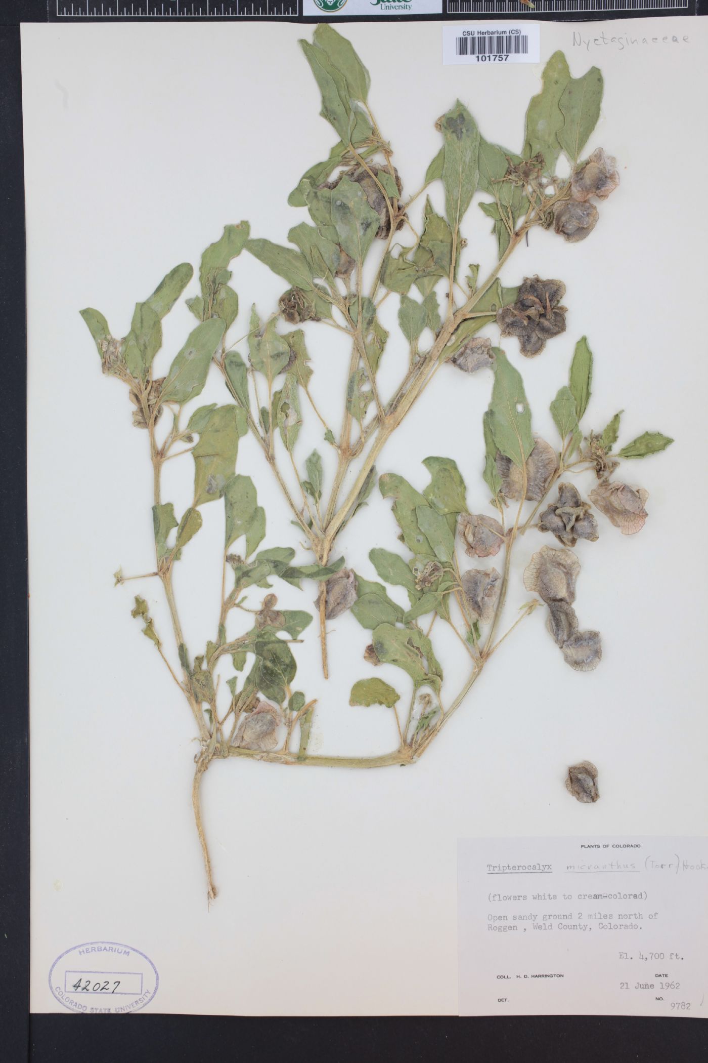 Tripterocalyx micranthus image