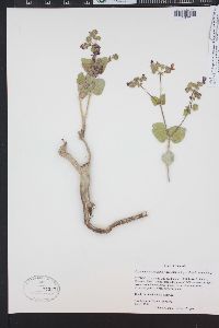 Mirabilis rotundifolia image