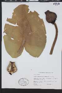 Nuphar polysepala image