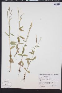 Epilobium lactiflorum image