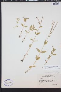 Epilobium hornemannii image