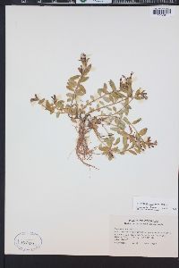 Epilobium clavatum image