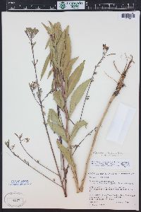 Oenothera coloradensis image