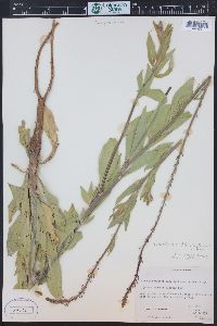 Oenothera curtiflora image