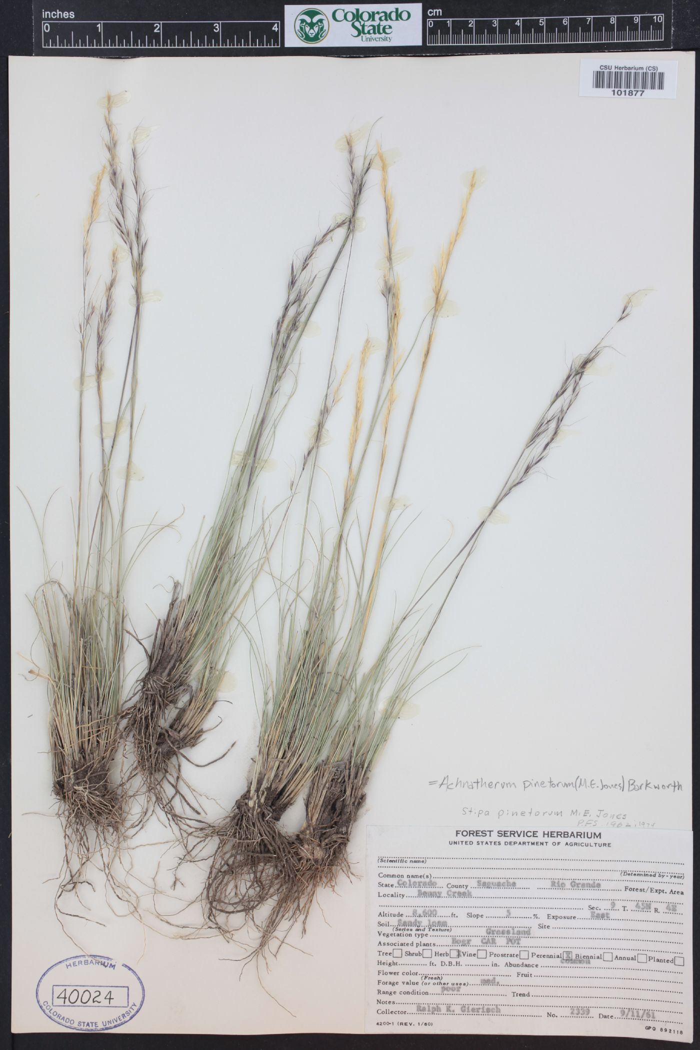 Achnatherum pinetorum image