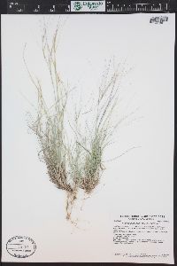 Aristida purpurea var. purpurea image