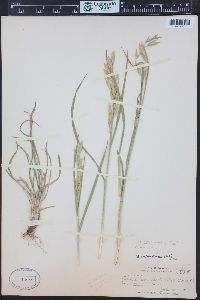 Bromus catharticus image