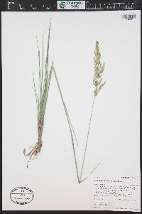 Calamagrostis rubescens image