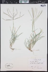 Chloris verticillata image