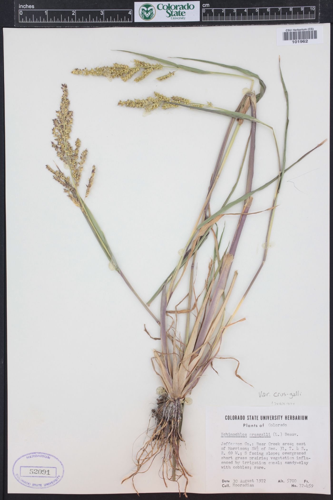 Echinochloa crus-galli var. crus-galli image