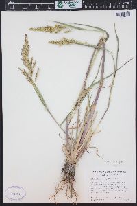 Echinochloa crus-galli var. crus-galli image