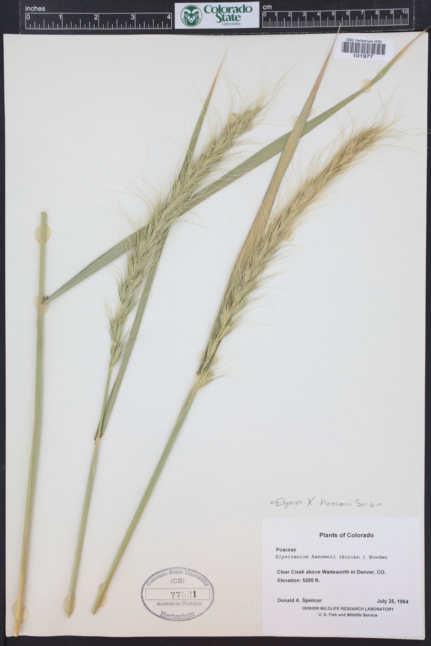 Elymus x hansenii image