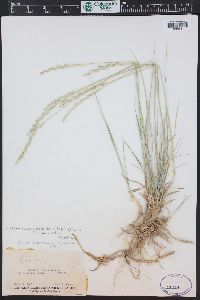 Elymus lanceolatus subsp. lanceolatus image