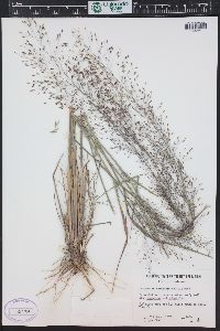 Eragrostis trichodes image