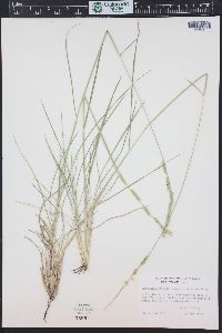 Eriochloa sericea image