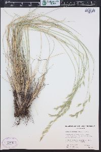 Festuca thurberi image