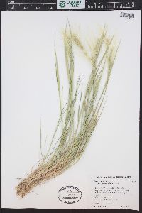 Hordeum jubatum subsp. intermedium image