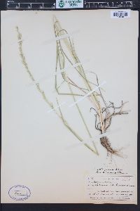 Lolium perenne subsp. multiflorum image