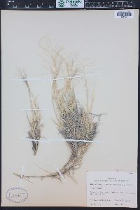 Muhlenbergia arenacea image