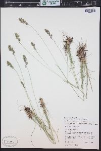 Poa cusickii subsp. epilis image