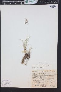 Poa fendleriana subsp. fendleriana image