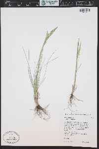 Poa pratensis subsp. pratensis image