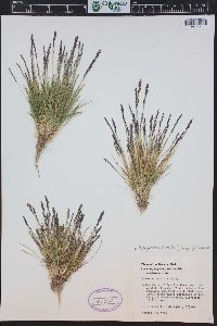 Agrostis humilis image