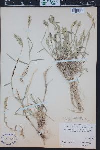Polypogon viridis image