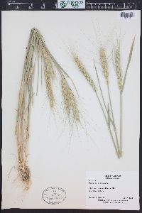 Triticum aestivum image