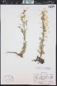 Ipomopsis aggregata image