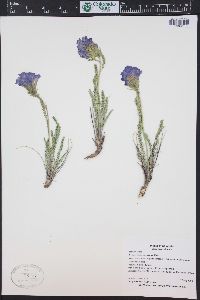 Polemonium viscosum image