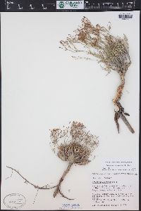 Eriogonum contortum image