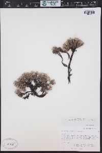 Eriogonum tumulosum image