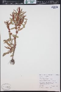 Rumex fueginus image