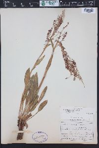 Rumex paucifolius image