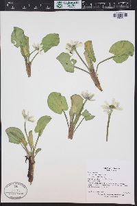 Caltha leptosepala image