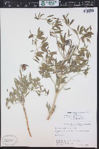 Clematis hirsutissima var. scottii image