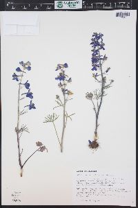 Delphinium nuttallianum image