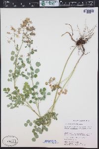 Thalictrum fendleri image