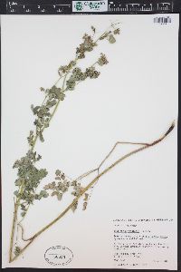 Thalictrum venulosum image