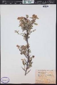 Ceanothus fendleri image