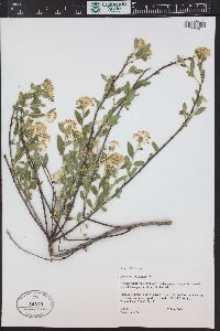 Ceanothus herbaceus image