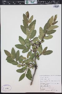 Rhamnus smithii image