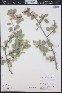 Amelanchier utahensis image