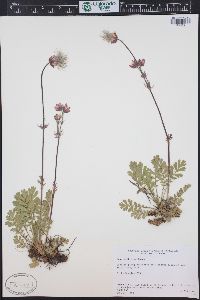 Geum triflorum image